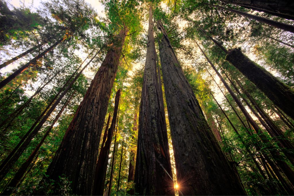 Tall Redwoods Forest – Petrie Leath Larrivee & O'Rourke, LLP