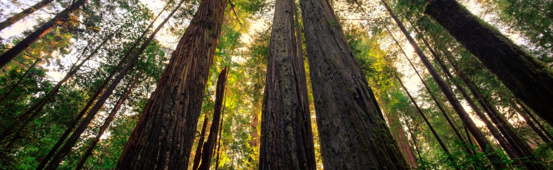 Tall Redwoods Forest